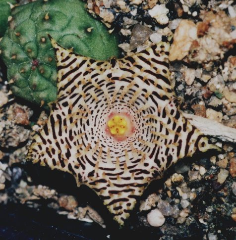 Huernia kennedyana Flower Close Up