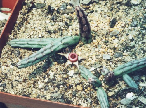 Huernia procumbens