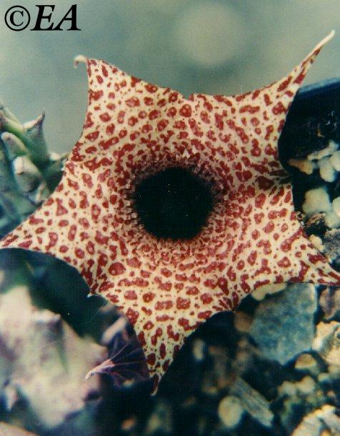 Huernia hislopii