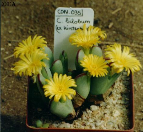 conophytum_bilobum_ex_kirstenbosch.JPG (33068 bytes)