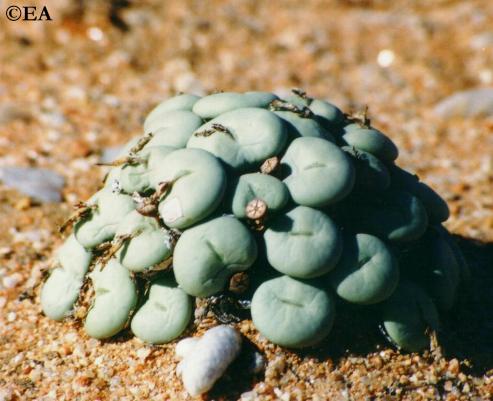 Conophytum flavum ssp. flavum - vyepoort Richtersveld