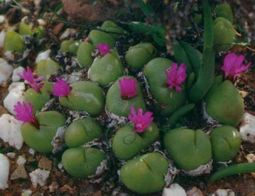 Gibbaeum_nuciforme_Brandrivier.JPG (22614 bytes)