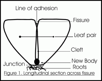 lithop_crosssection.gif (14022 bytes)