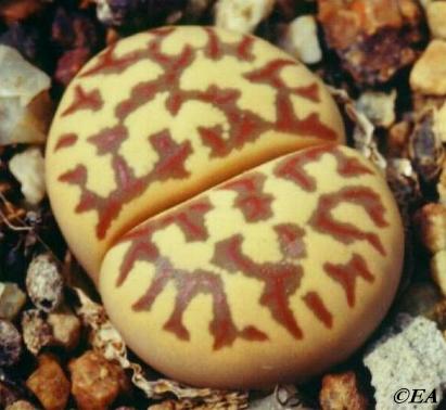 lithops_dorothea.JPG (28472 bytes)