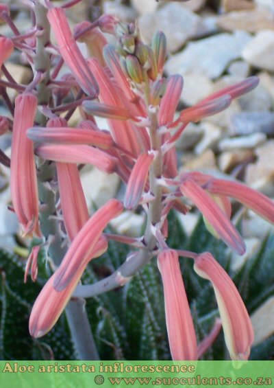 Aloe aristata inflorescence