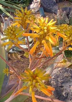 Aloe buhrii in flower