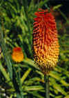 Kniphofia.jpg (24064 bytes)