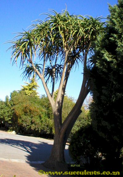 Aloe berberae