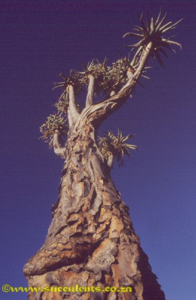 Aloe pillansii