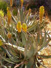 aloe_aculeataXcastanea.jpg (74856 bytes)