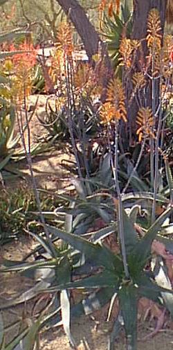 Aloe affinis image and information