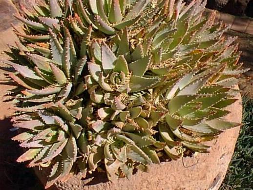 aloe_brevifolia.jpg (59135 bytes)