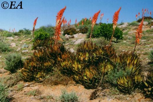 aloe_melanacantha.jpg (44816 bytes)