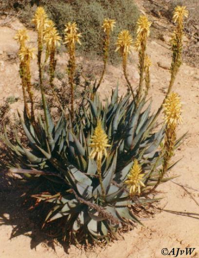 aloe_microstigma.jpg (53003 bytes)