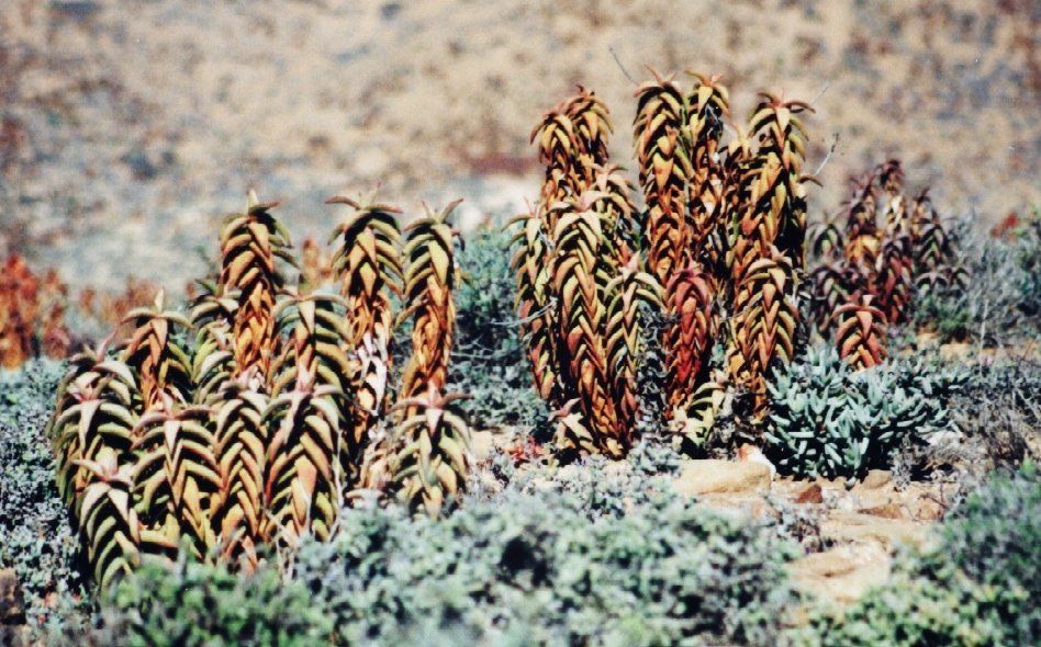 Aloe pearsonii