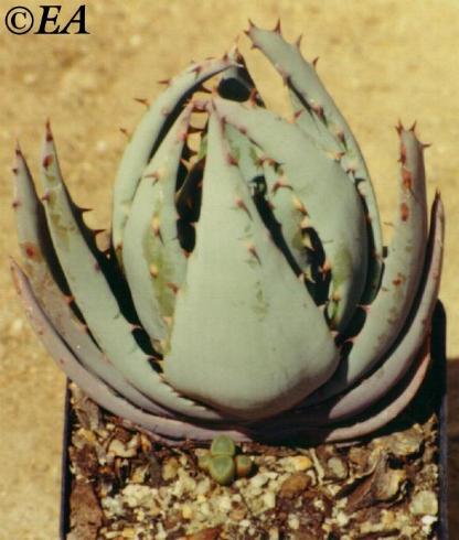 aloe_peglerae.JPG (33838 bytes)