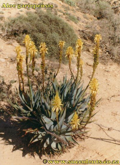 Aloe gariepensis