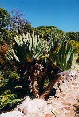 Aloe plicatilis