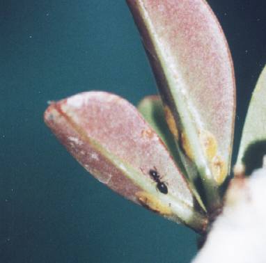 An ant protecting a scale insect in exchange for some honeydew.