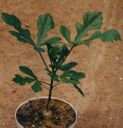 cussonia_spicata.JPG (32001 bytes)