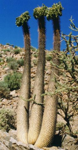 Pachypodium_namaquanum_Umdaus_Richtersveld.JPG (40118 bytes)