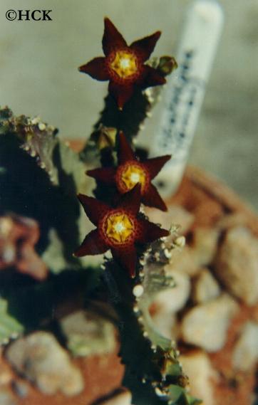 caralluma_cicatrosa_yemen.JPG (24386 bytes)