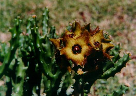 caralluma_indica.JPG (32219 bytes)