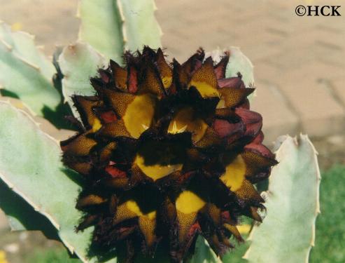 caralluma_speciosa.JPG (159399 bytes)