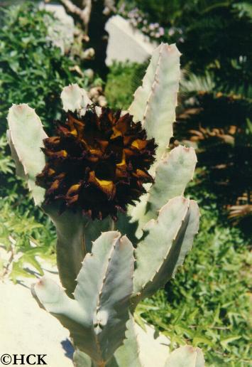 caralluma_speciosa.JPG (159399 bytes)