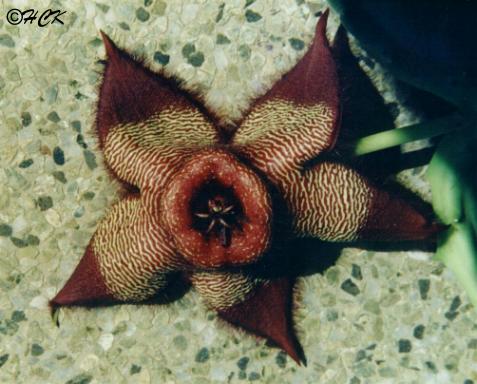 stapelia_barklyi_riethuis.JPG (35202 bytes)