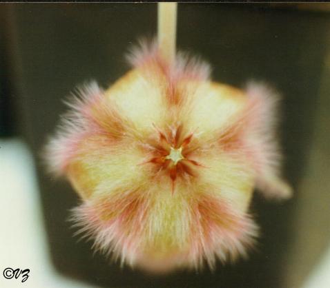 stapelia_gariepensis_yellow_fl_form.JPG (19892 bytes)