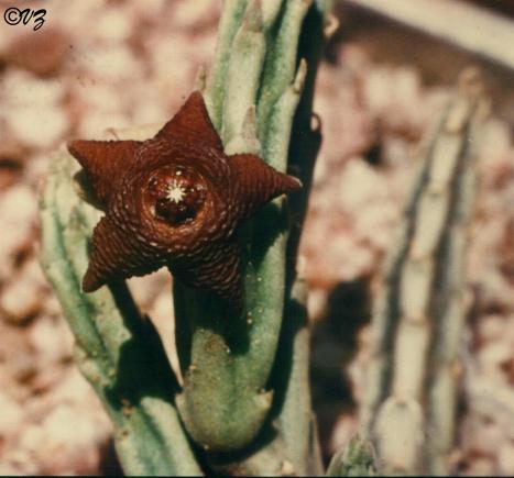 stapelia_kwebensis.JPG (27936 bytes)